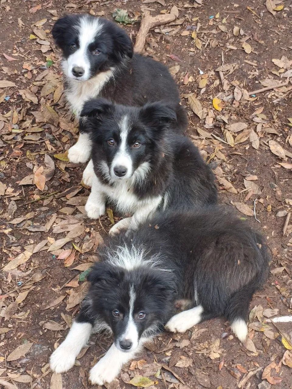 Filhotes de border Collie 