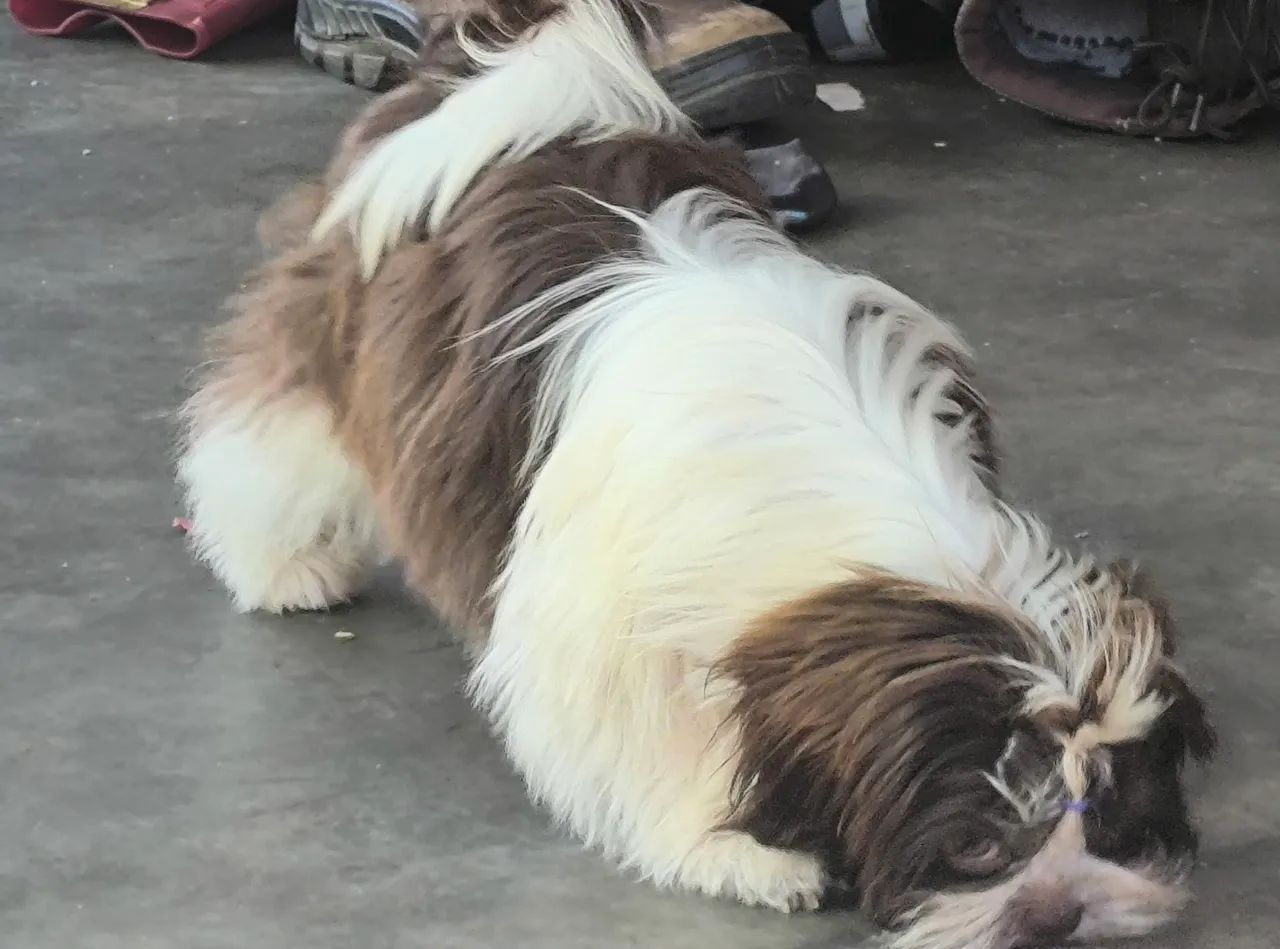 Shihtzu  - Foto 3