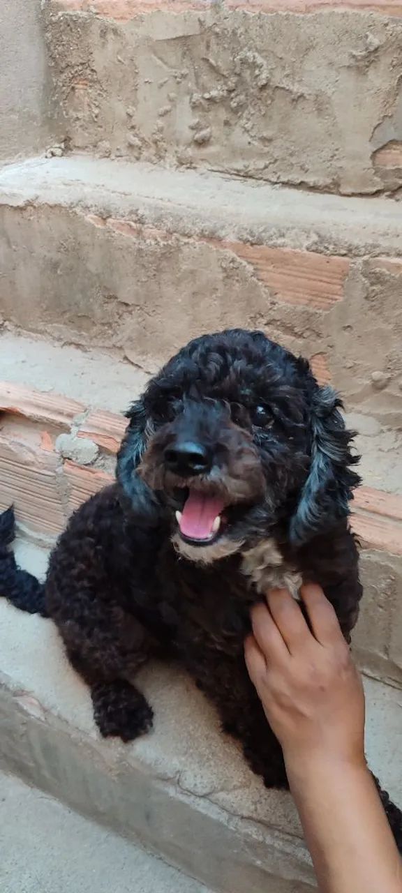 Doação de cachorro 