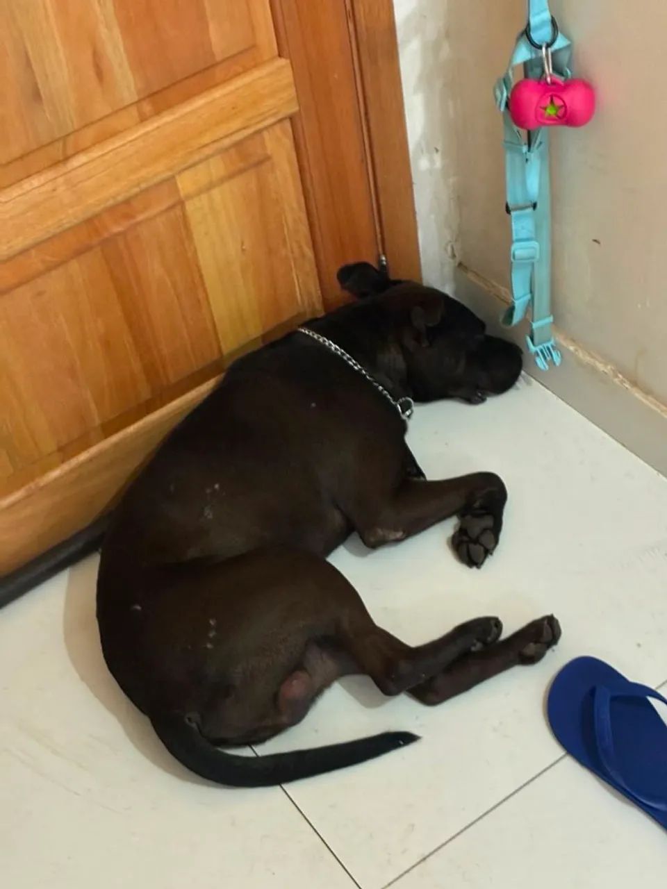 Cachorro para Adoção Responsável - Foto 2