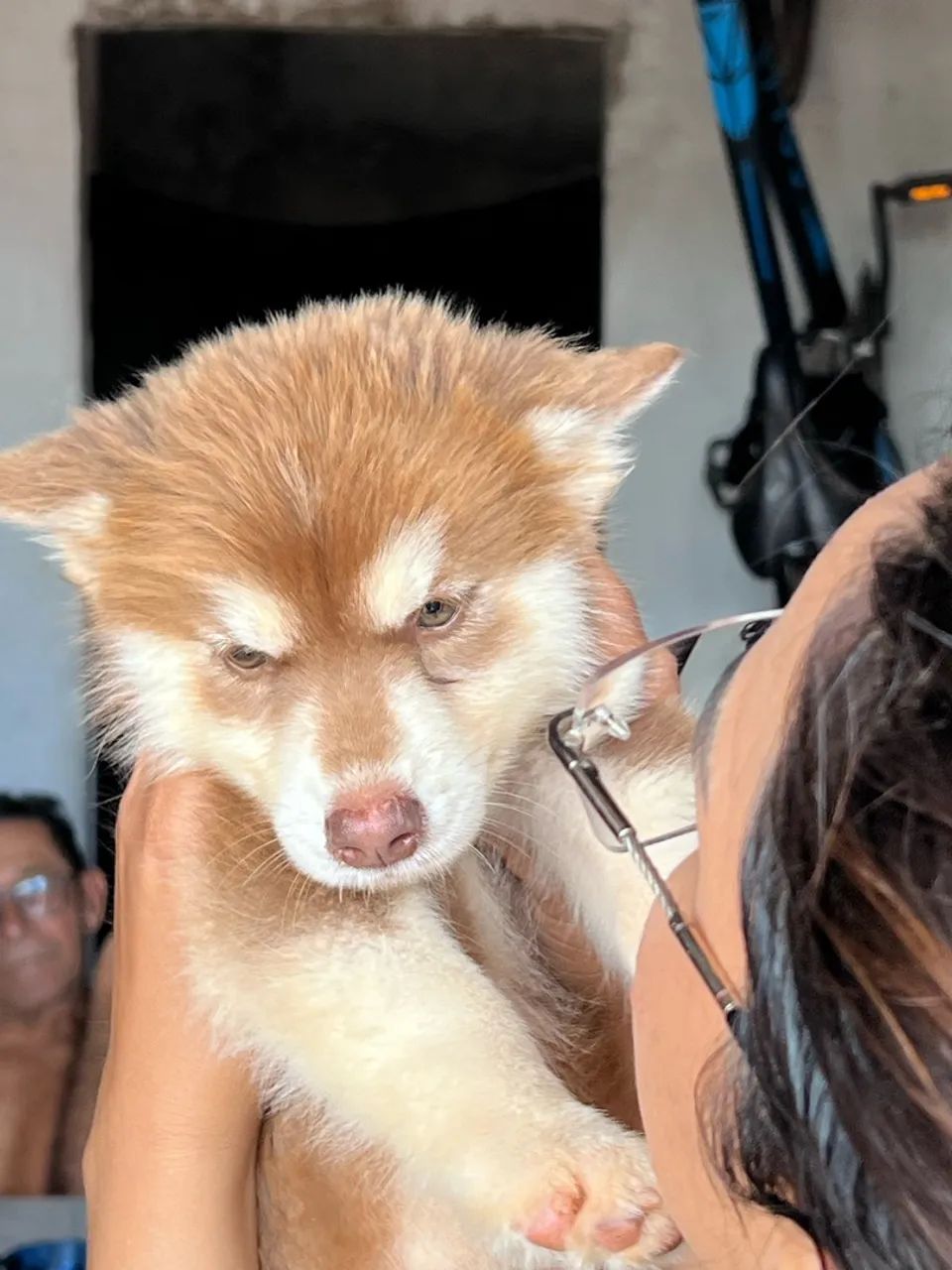 Husky fêmea 