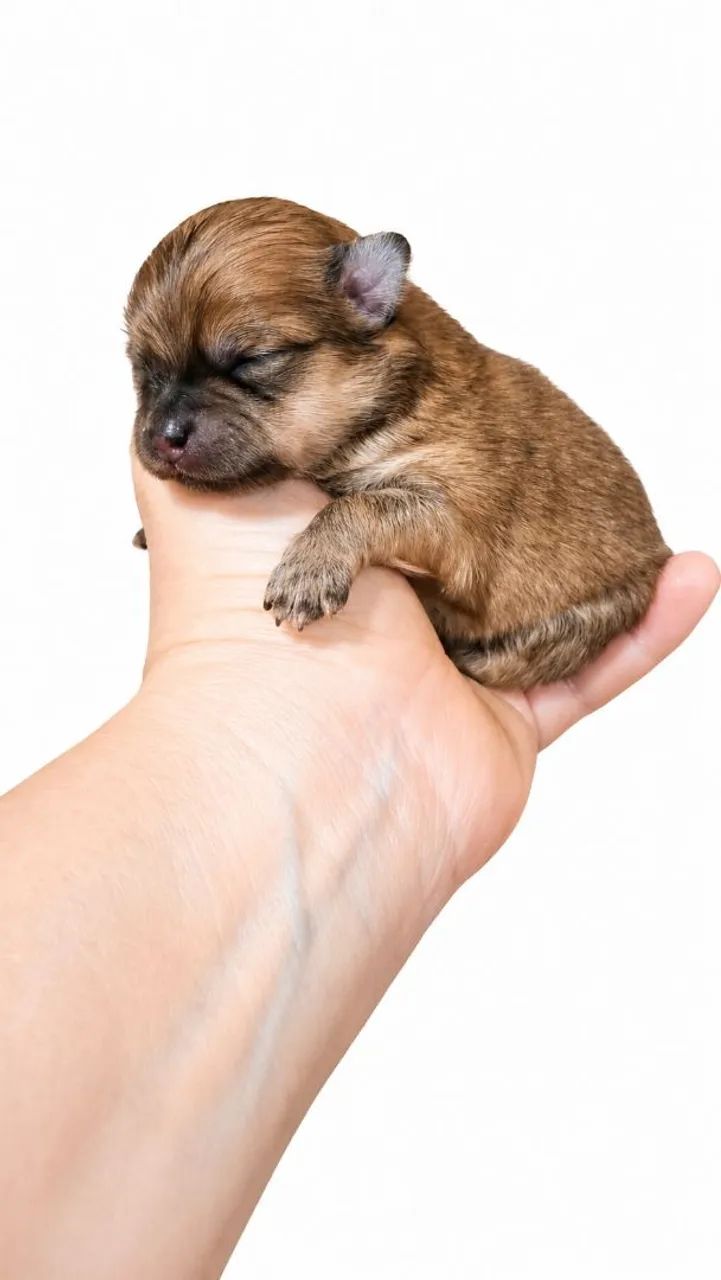 Macho de Lulu da Pomerânea  pra reserva - Foto 2