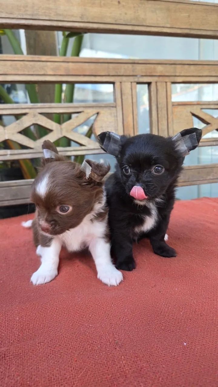Chihuahua - Foto 4