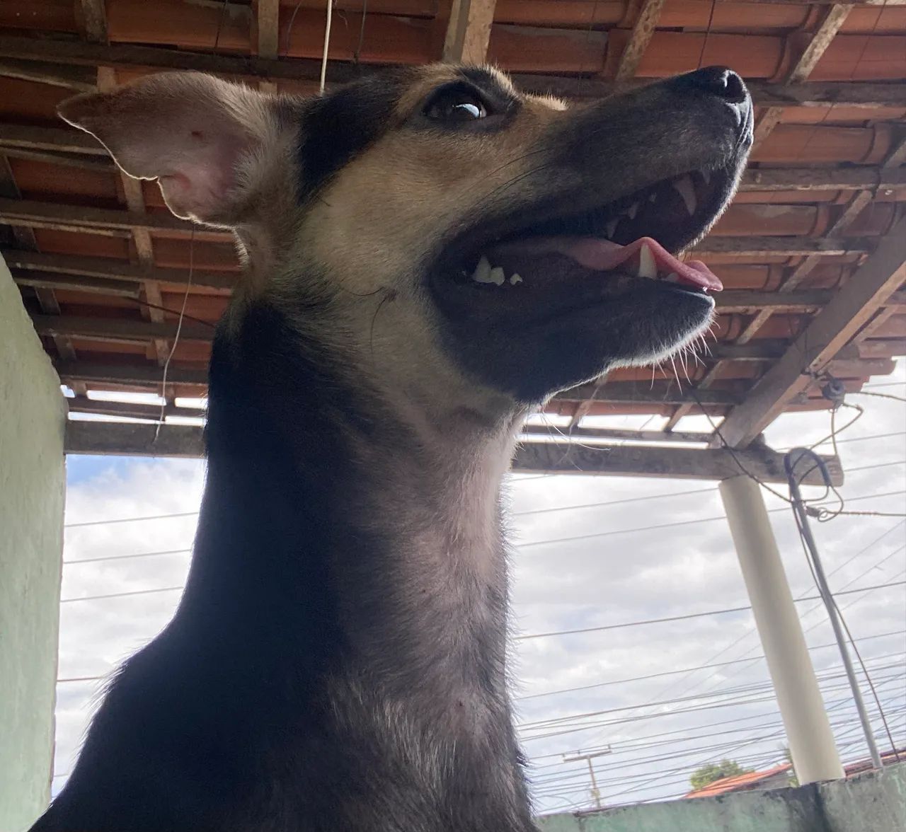 Adoção responsável  - Foto 2