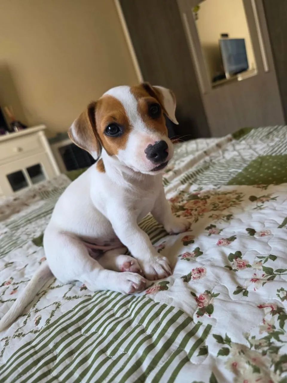 Jack Russell Terrier  - Foto 2