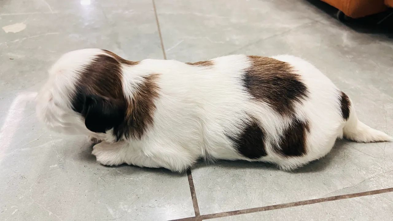 Cachorro Shitszu  - Foto 3