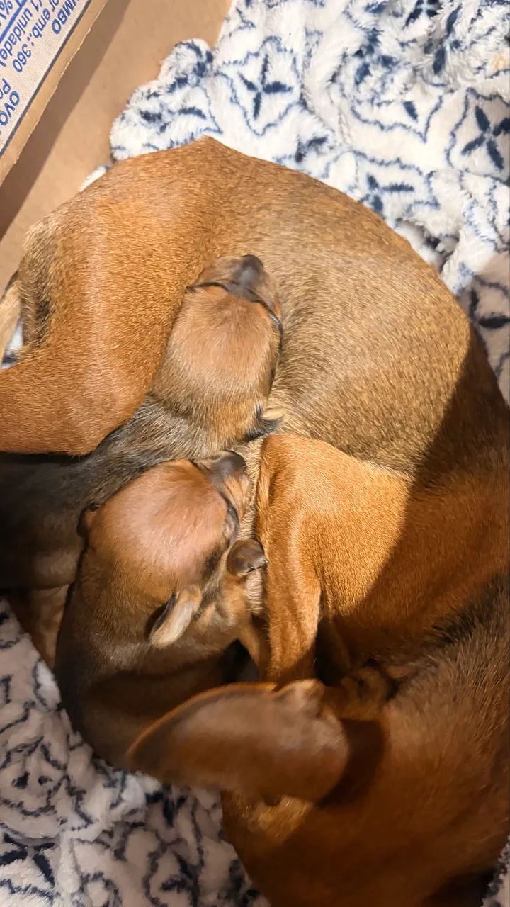 Pinscher 1  - Foto 5