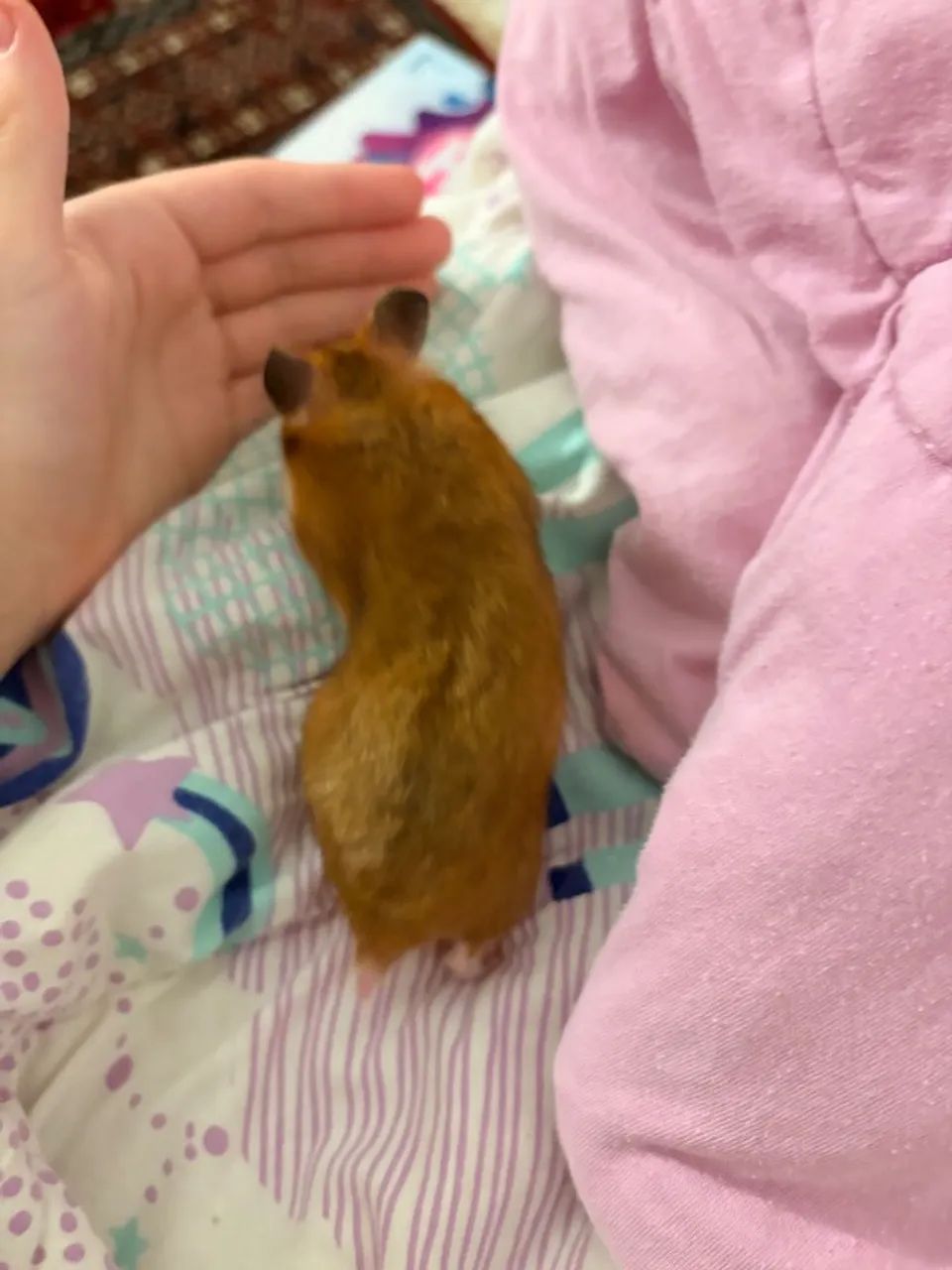 Hamster Sírio - Foto 4