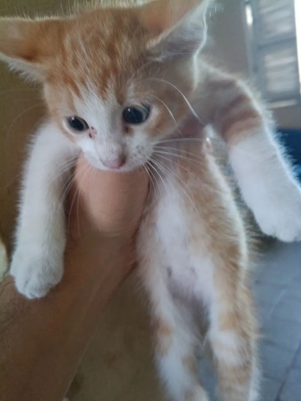 Filhote de gato  - Foto 2