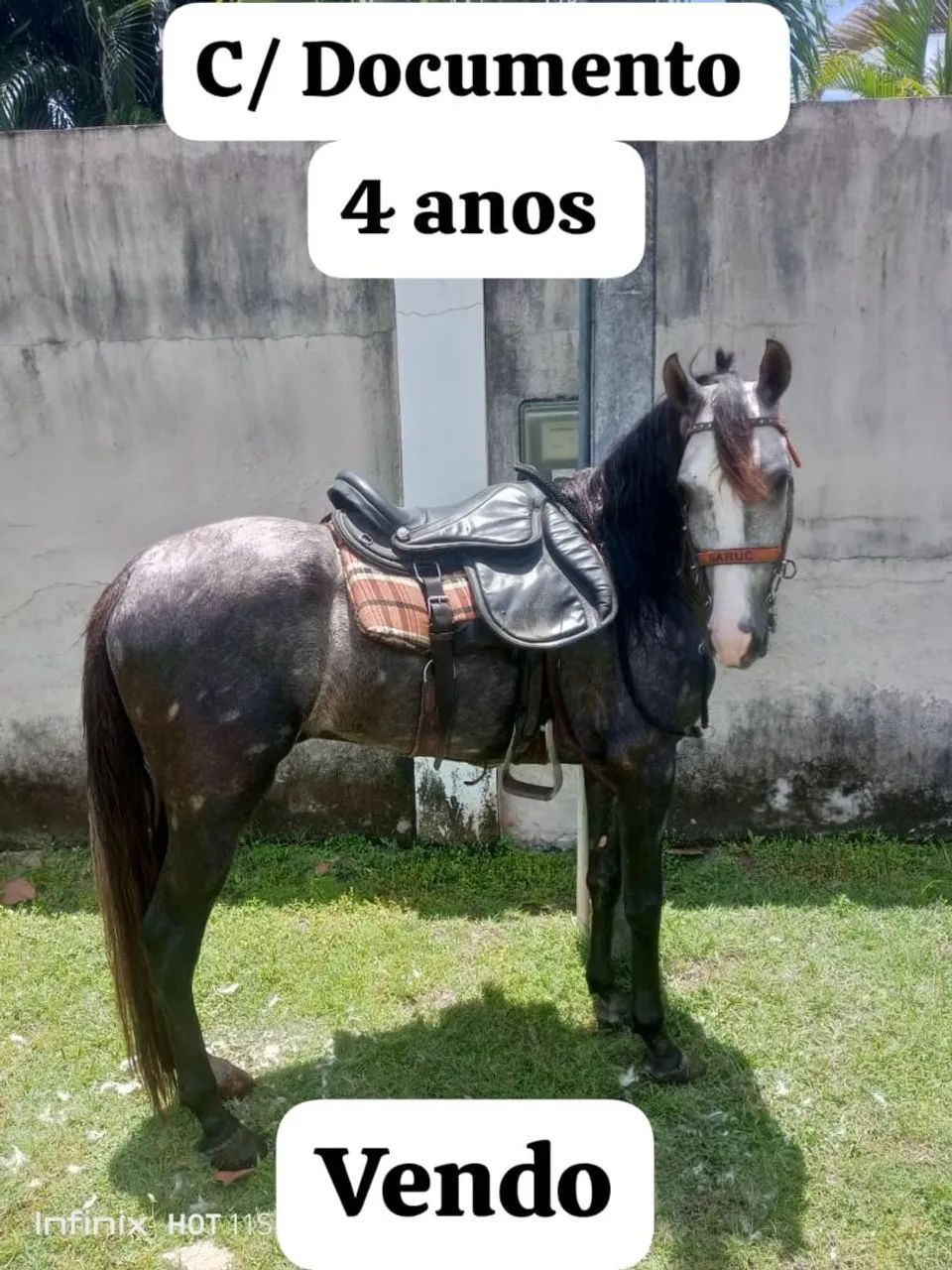  Cavalo Mangalarga 