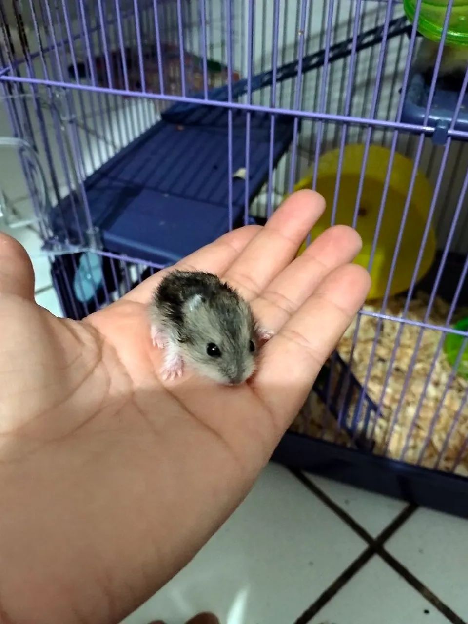 Hamster anão russo  - Foto 3