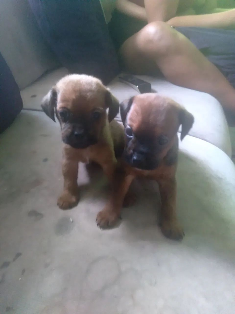Cachorro 