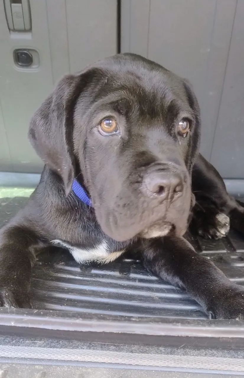 Filhotes Cane corso  - Foto 4