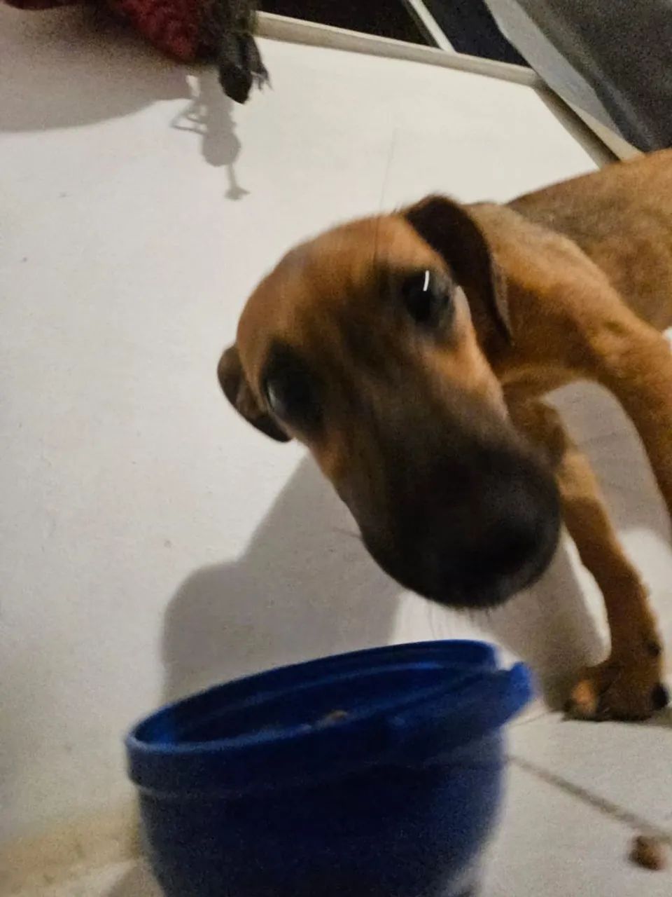 Doa-se cachorro filhote - Foto 5