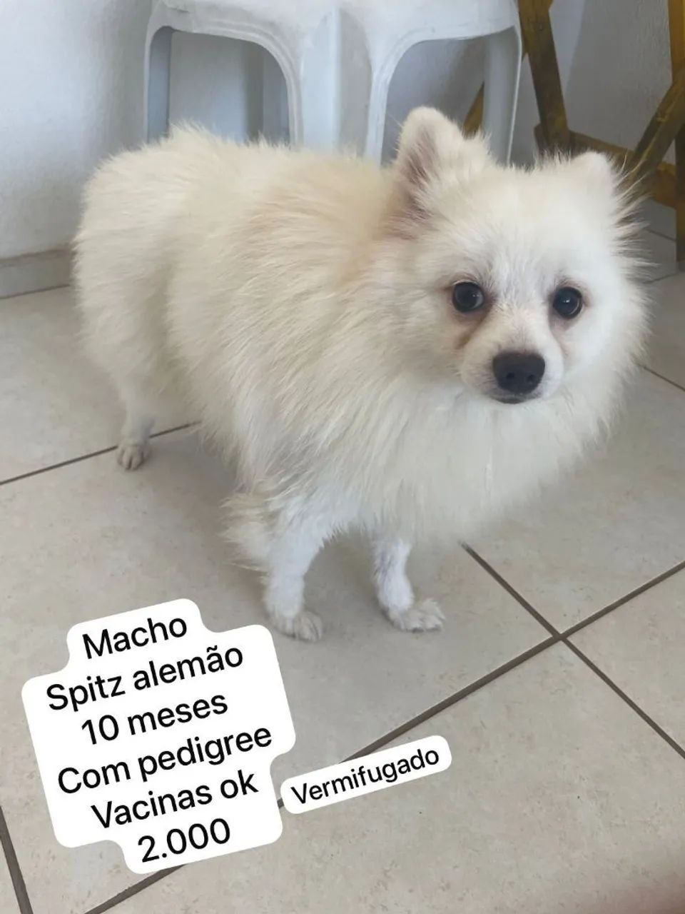Cachorro  - Foto 3