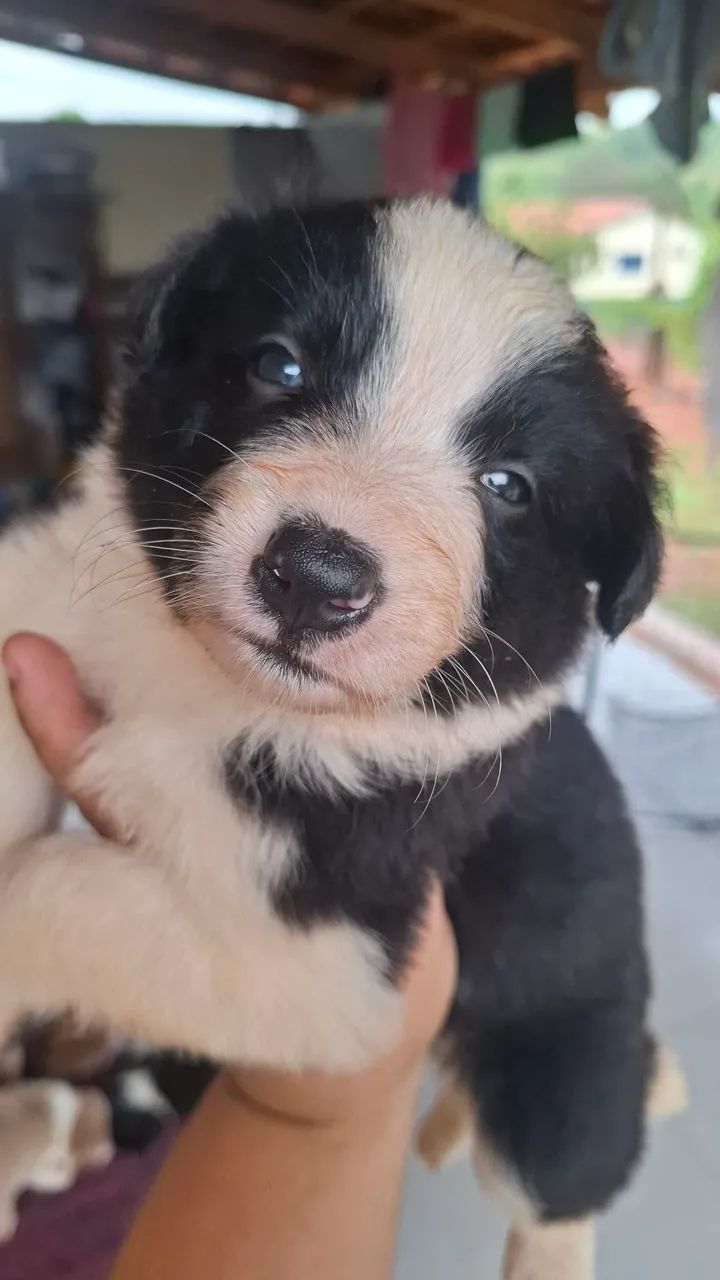 Macho com pedigree  - Foto 3