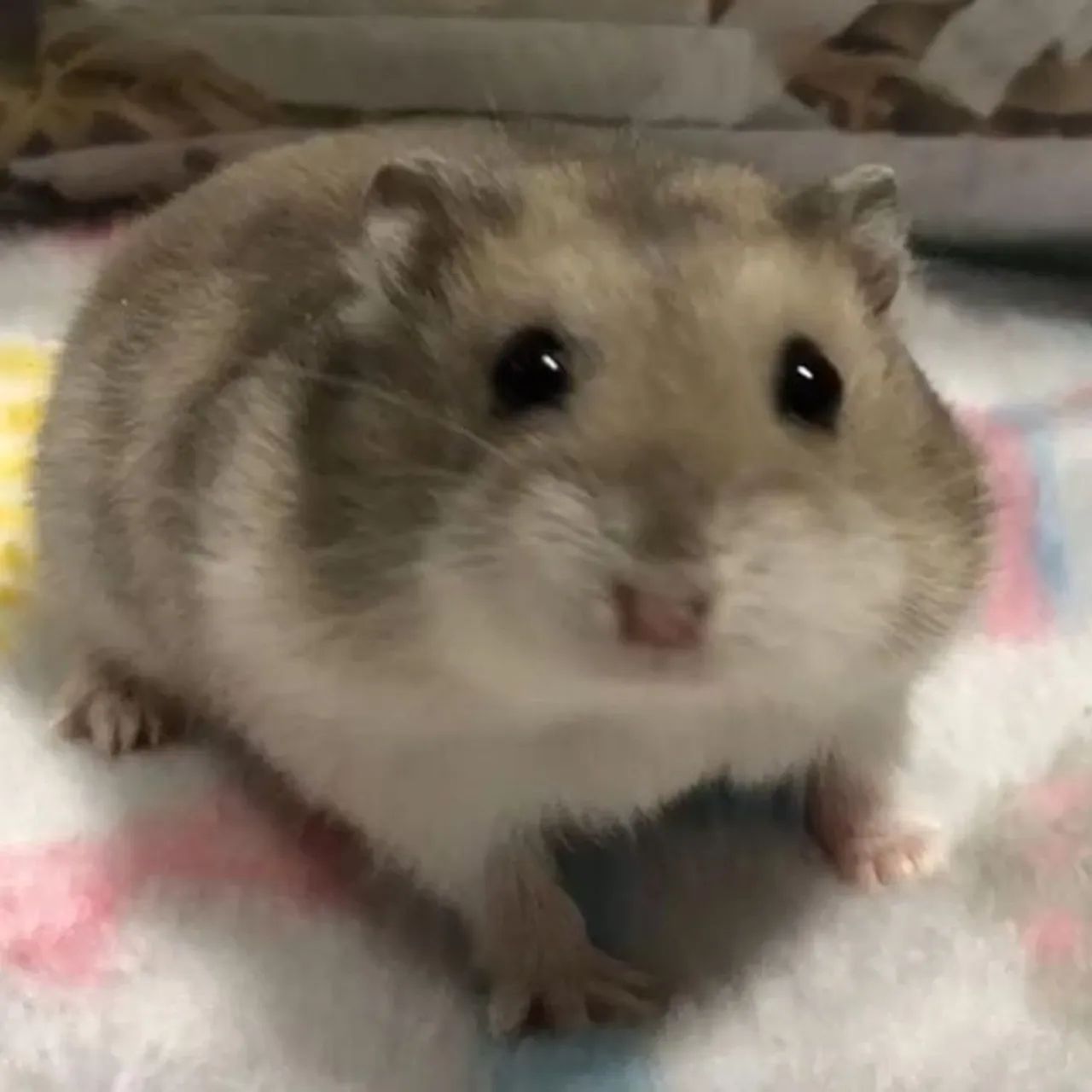 Vende-se hamster sirio. - Foto 3