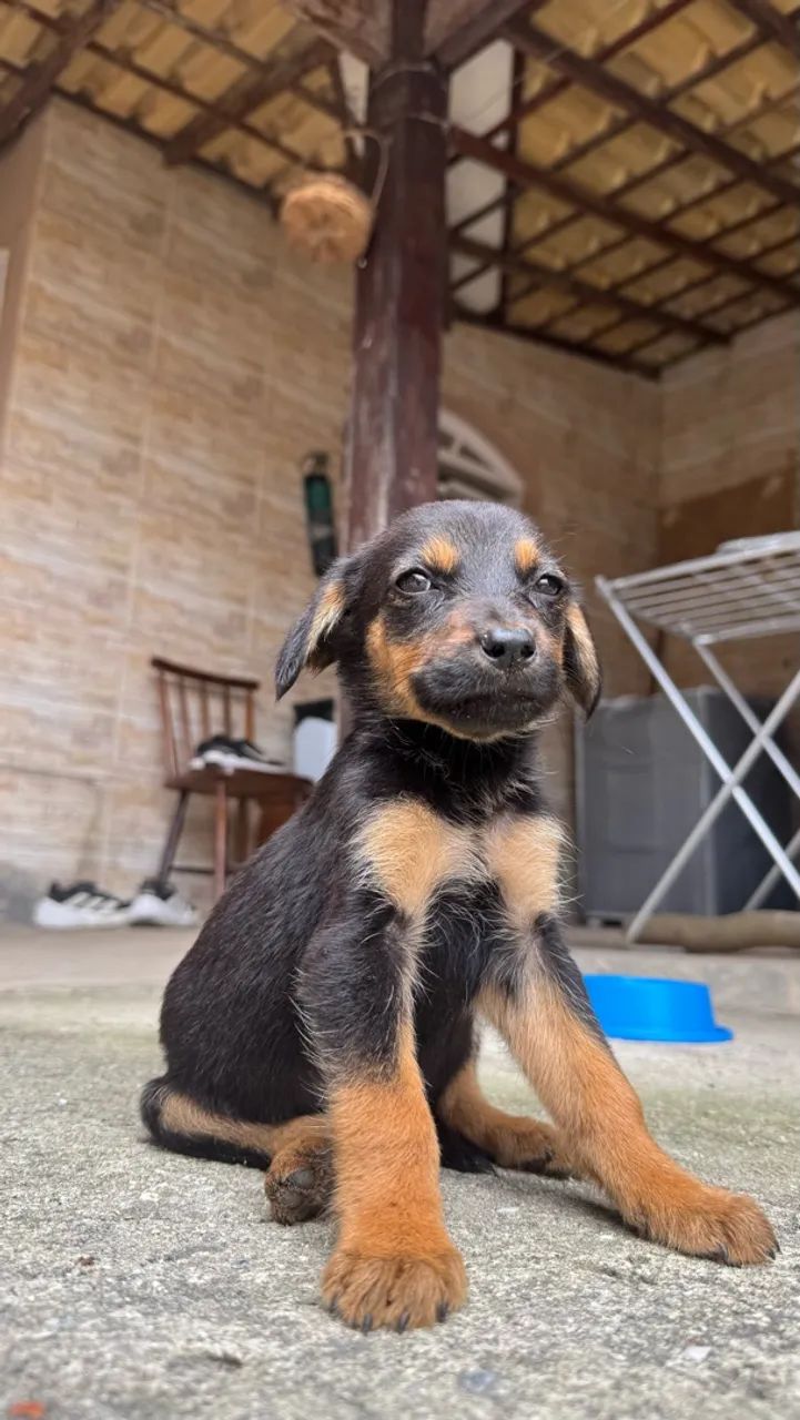 Cachorrinho pra adoção  - Foto 4
