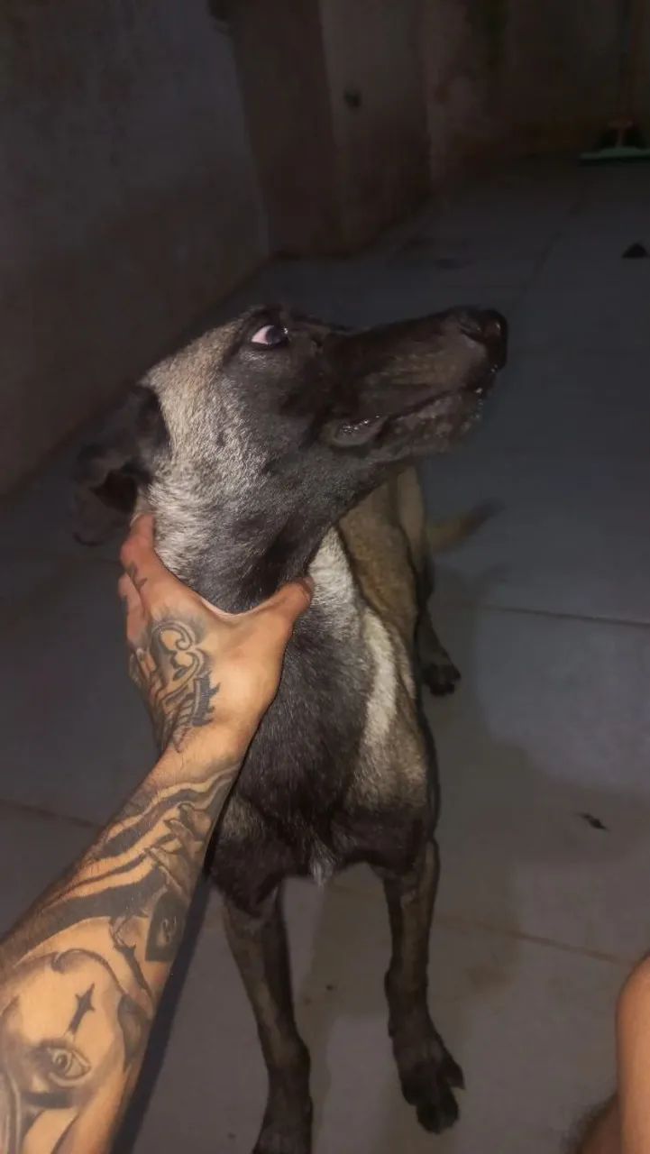 PASTOR BELGA MALIONS 9 MESES