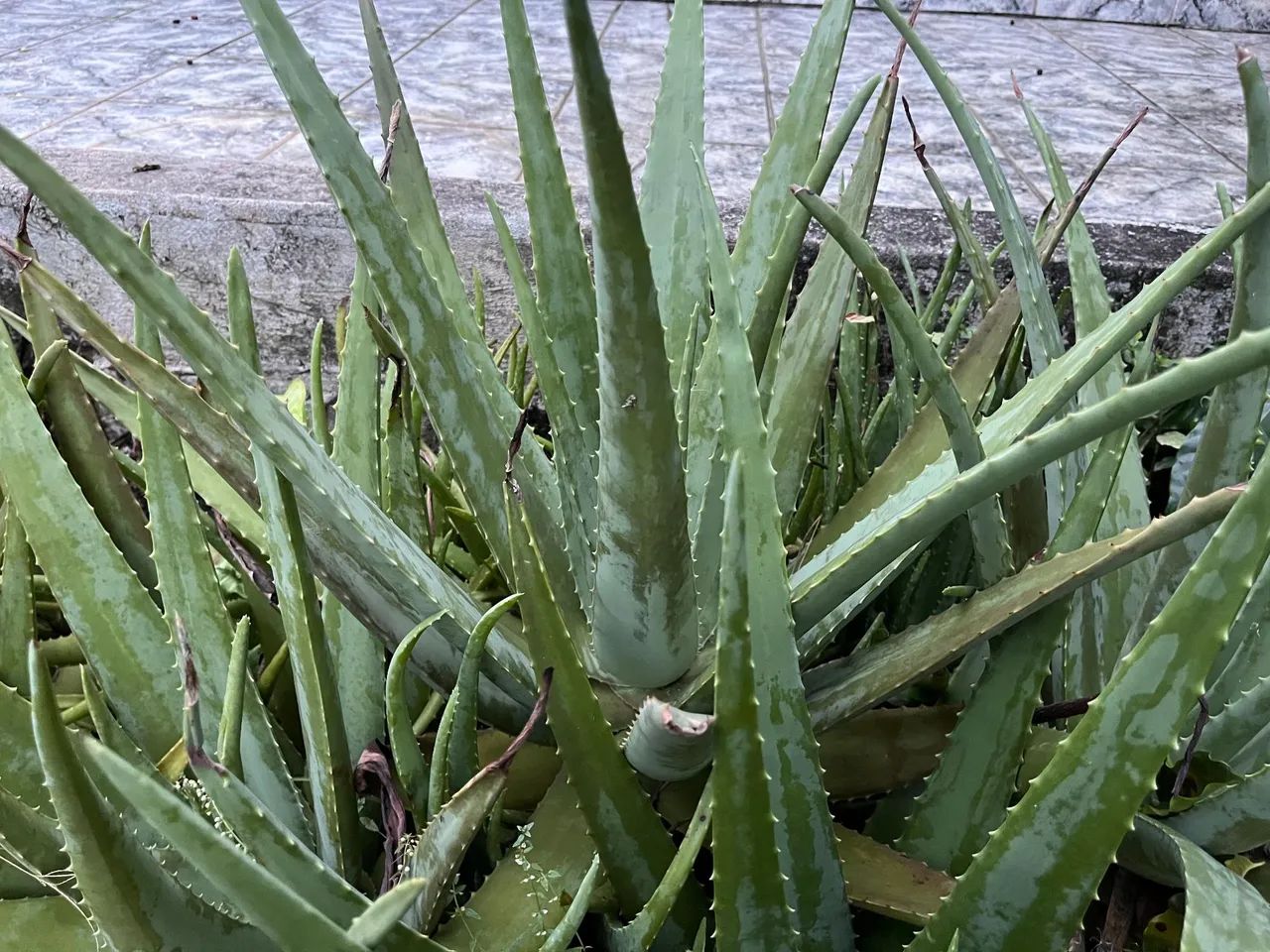 Babosa (Aloe Vera) Orgânica e Saudável  - Foto 5