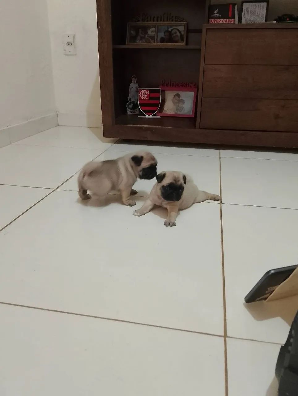 Pug macho filhote  - Foto 2