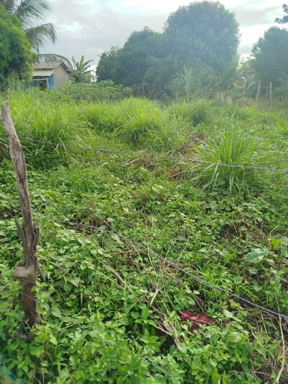 Vendo terreno em Itaporanga  - Foto 2