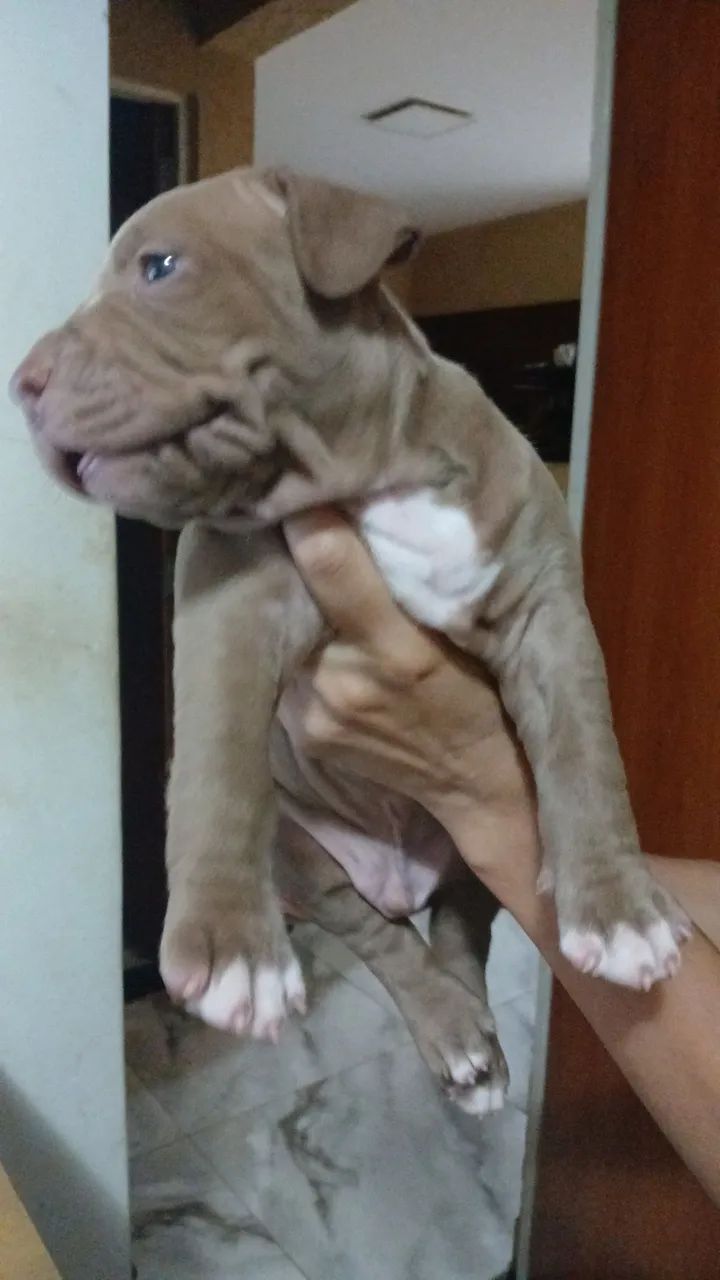 Pitbull 