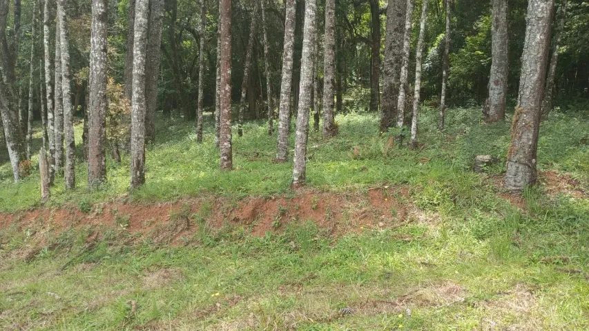 Chácara 5.156 m² no Centro de Tunas do Paraná - PR -  - Foto 5