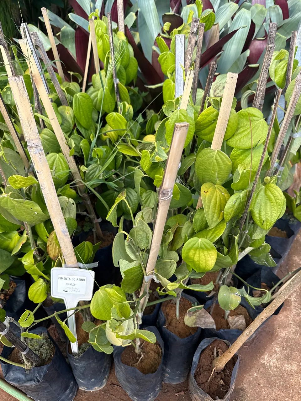 Muda de pimenta do reino
