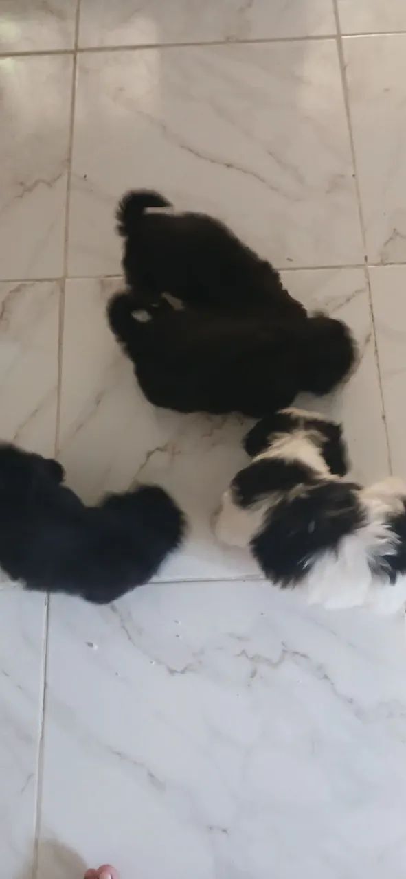 Shih tzu fêmea última da ninhada  - Foto 5