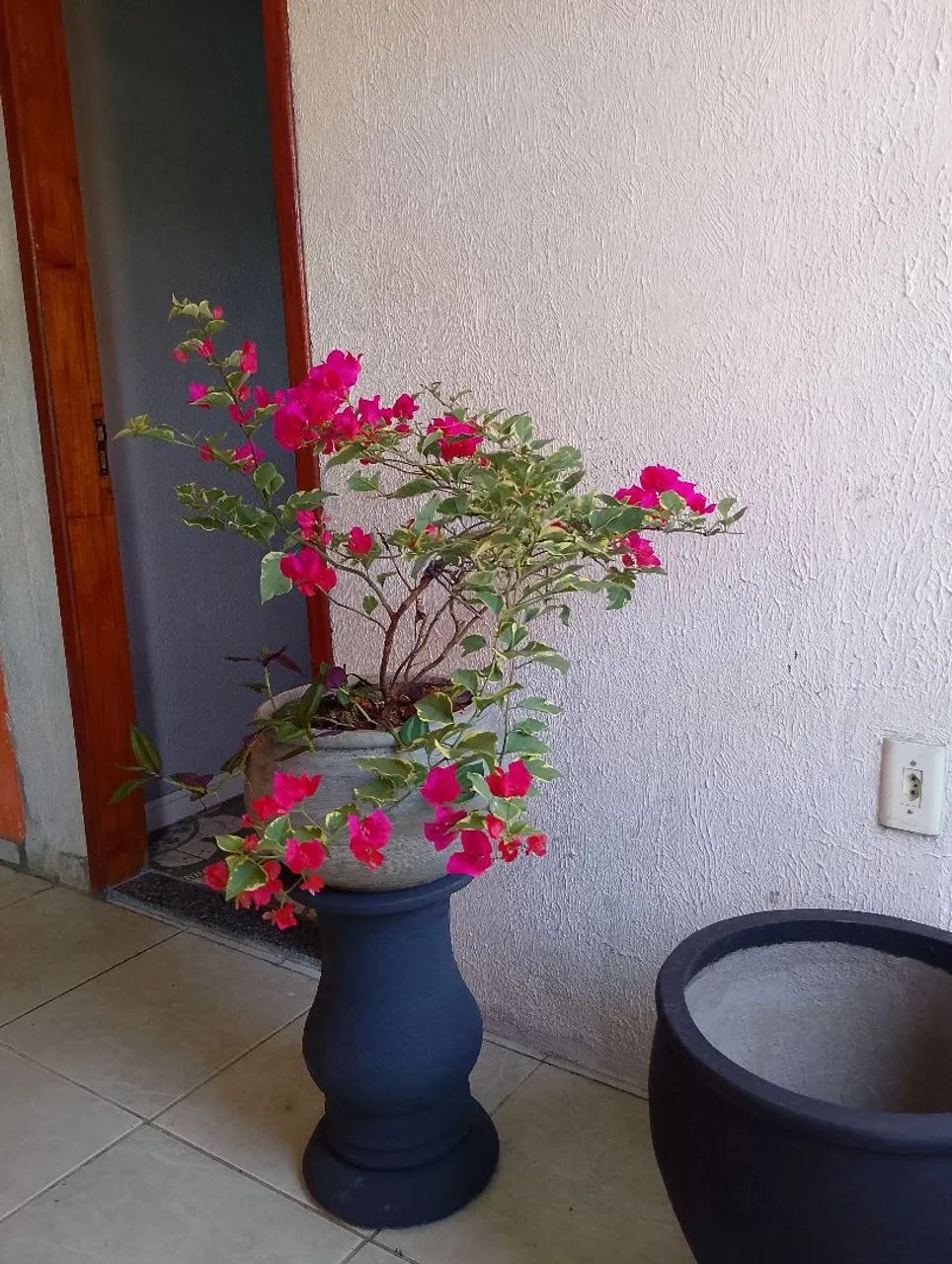 Terra preta adubada - Foto 3