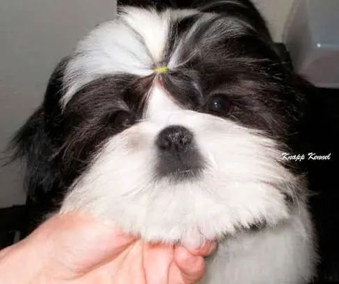 Shih tzu macho 