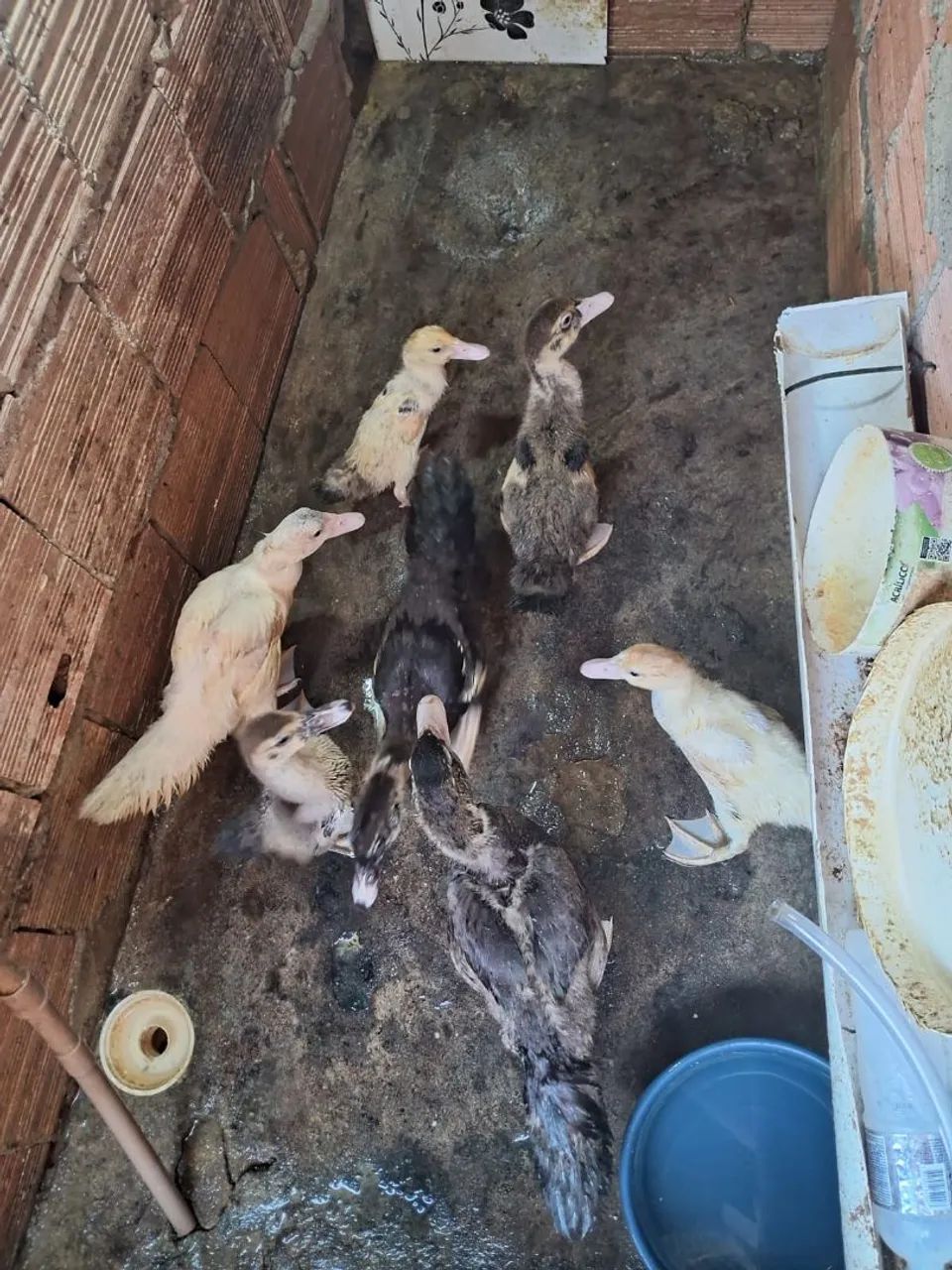 Vendo Patos - Foto 2