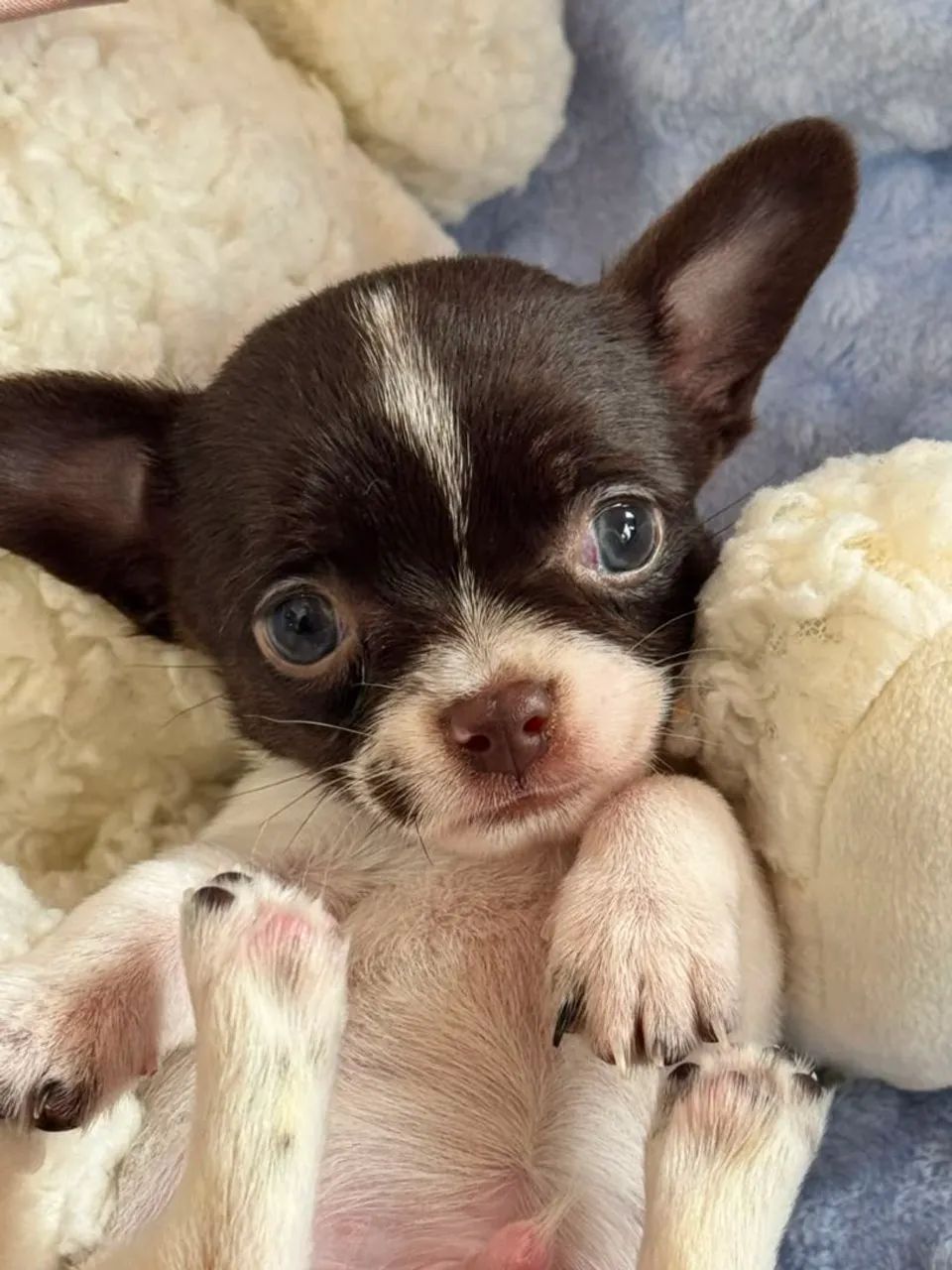Chihuahua macho bicolor. Pelagem curta fofo e pequeno! - Foto 4