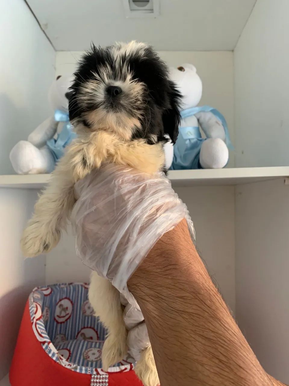 Shihtzu  - Foto 3