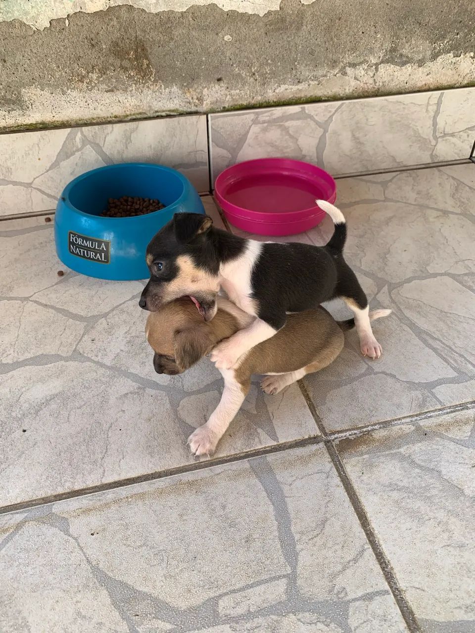 Pinscher 01 - Foto 4