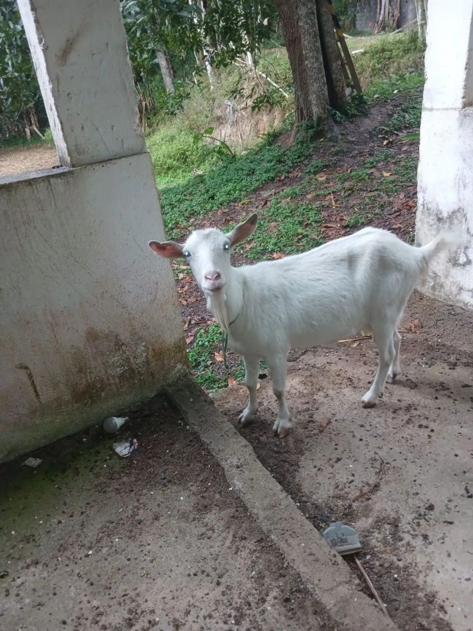 Cabra