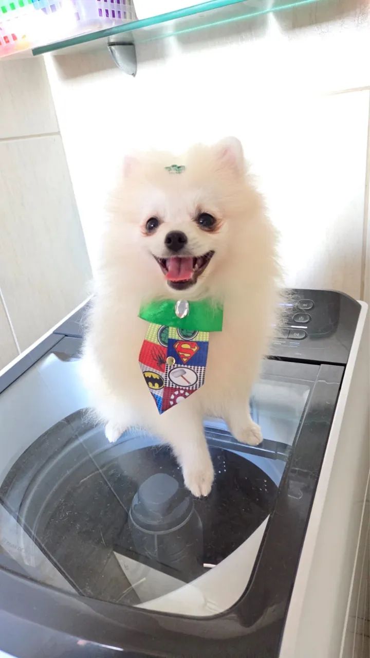 Spitz alemão 4 meses branco  - Foto 4