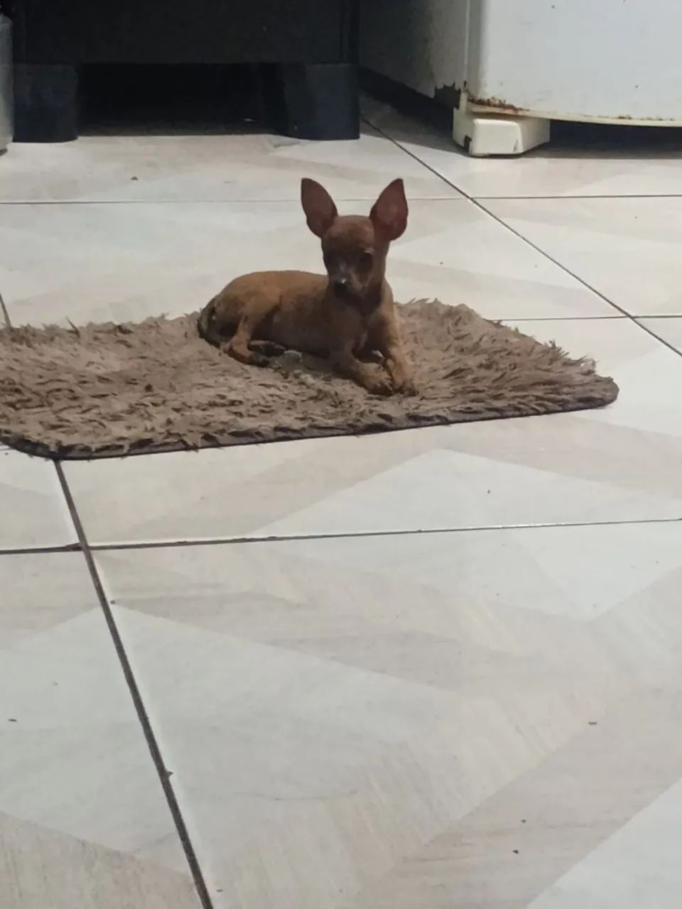 Cachorro Pincher  - Foto 2