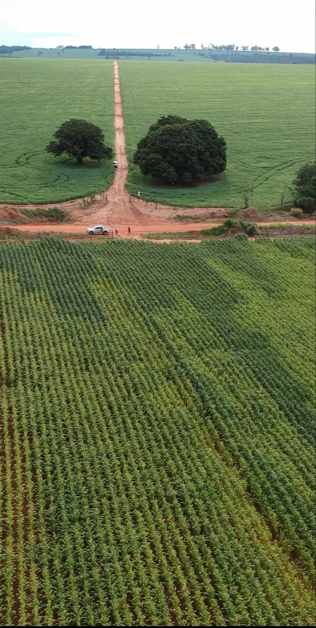 Fazenda próximo monte alegre se minas 58 hectares  - Foto 5