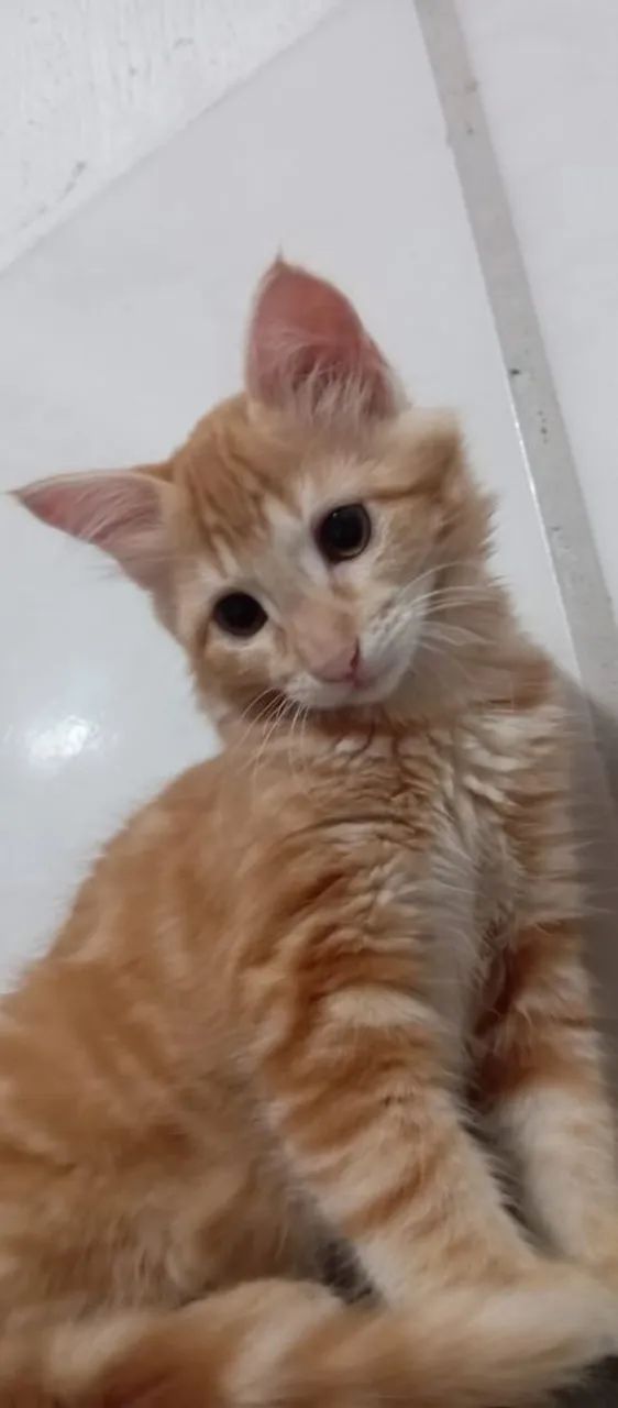 Doação Gata Laranja