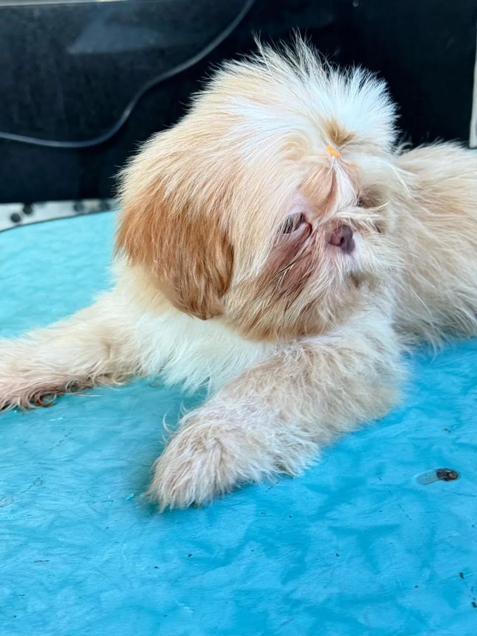 Cachorro  - Foto 4
