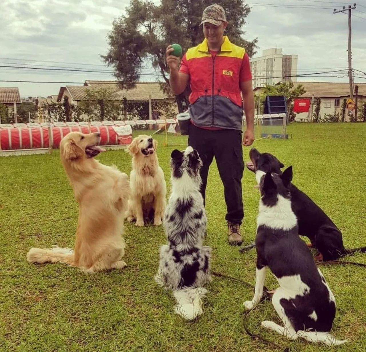 Adestramento de cães Sorocaba - Foto 3