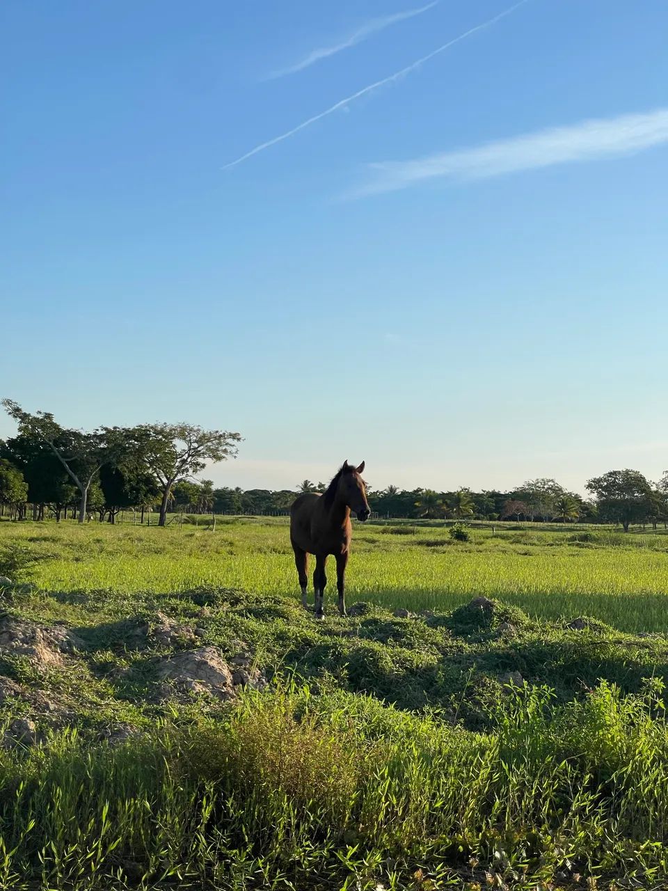 Cavalo mestiço  - Foto 3