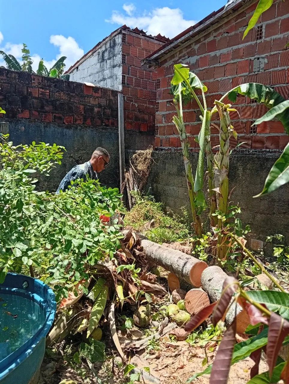 Poda de árvore em geral  - Foto 3