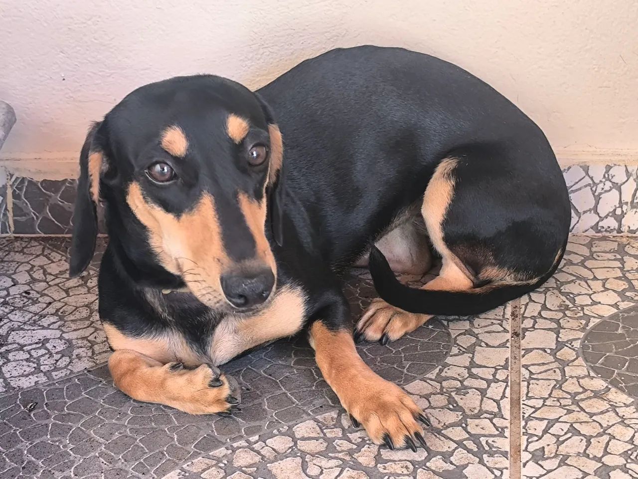 Filhote salsicha  - Foto 3