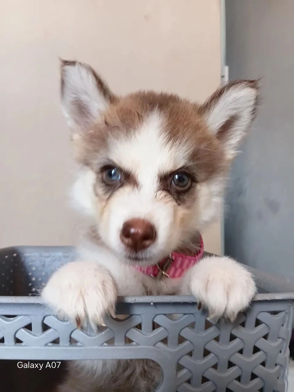 Husky siberiano  - Foto 2