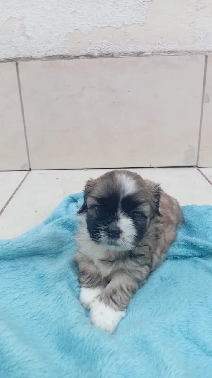 Shih tzu machinho  - Foto 4