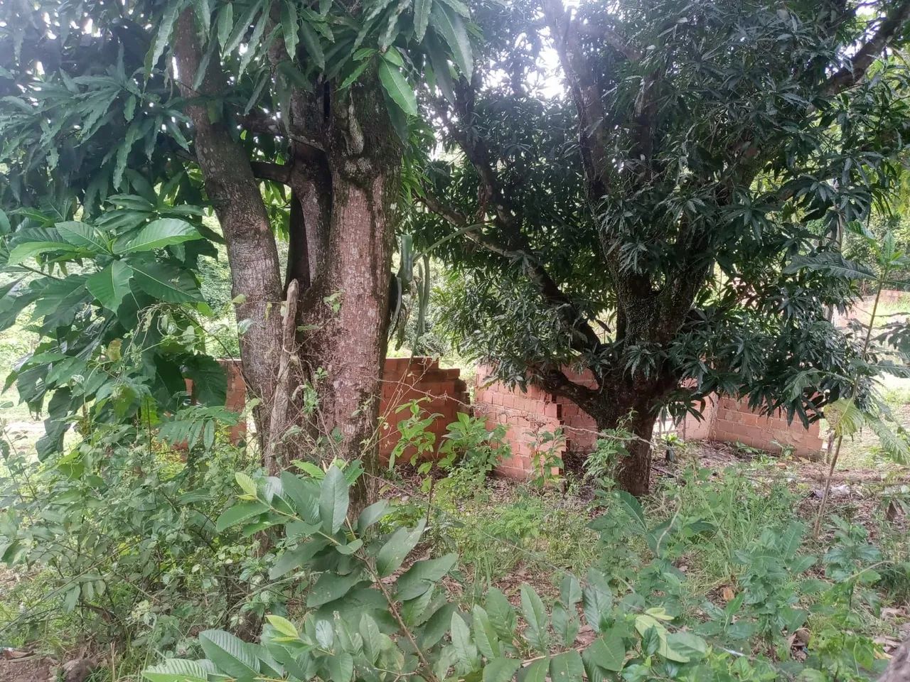 Terreno  - Foto 2