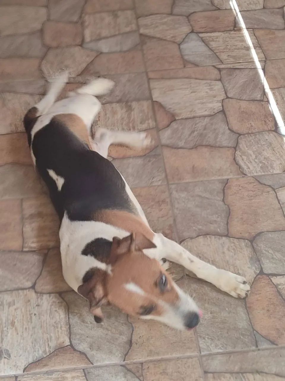 Vendo  Cachorro Beagle  - Foto 5